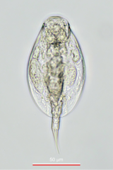 Lepadella rhomboides