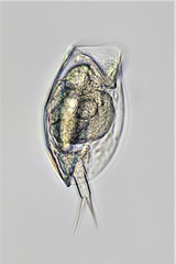 Lepadella rhomboides