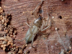 Trochanteriidae