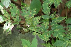 Actaea spicata acuminata