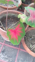 Caladium bicolor
