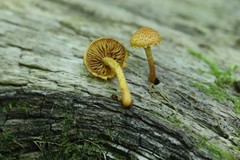 Pleuroflammula tuberculosa