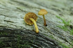 Pleuroflammula tuberculosa