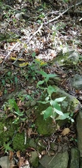 Solidago ulmifolia palmeri