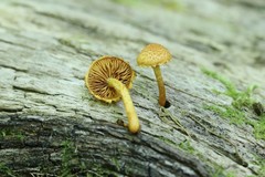 Pleuroflammula tuberculosa