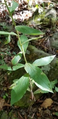 Solidago ulmifolia palmeri
