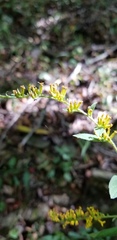 Solidago ulmifolia palmeri