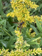 Polistes fuscatus