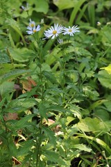 Aster incisus