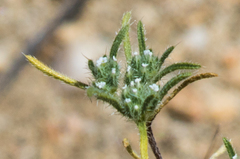 Cryptantha maritima