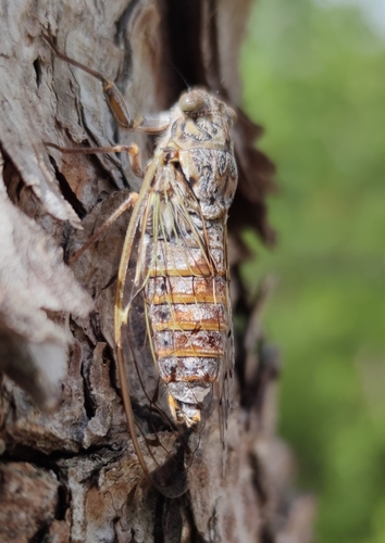 Ash Cicada, Varoš, 21000, Split, Croatie, photo 10 of 10