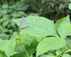 Celastrina lavendularis himilcon