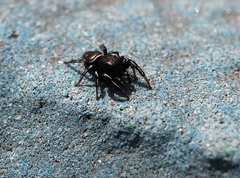Heliophanus lineiventris