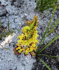 Tritoniopsis parviflora parviflora