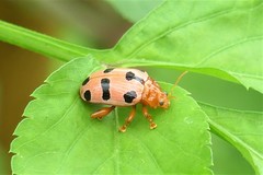 Podontia affinis
