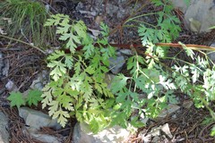 Kitagawia terebinthacea