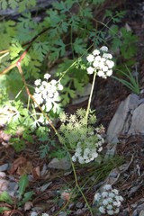 Kitagawia terebinthacea