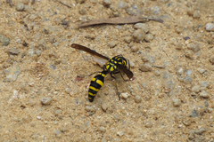 Pareumenes quadrispinosus