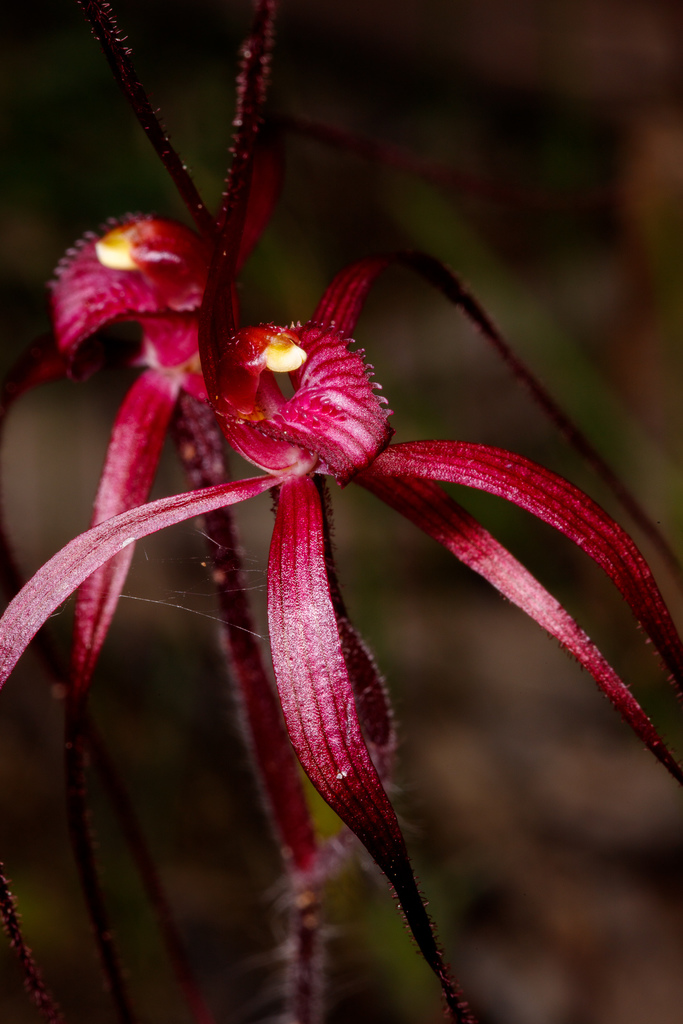 Caladenia filifera