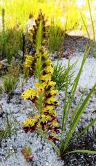 Tritoniopsis parviflora parviflora