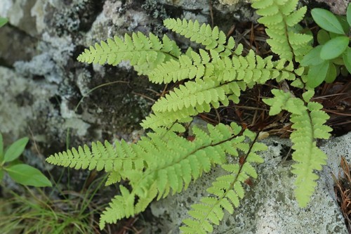 Korean woodsia (Woodsia subcordata)
