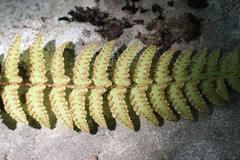 Woodsia subcordata