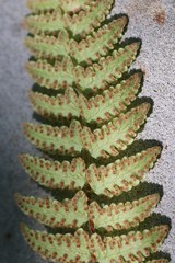 Woodsia subcordata