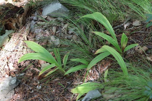 Carex siderosticta iNat (2)