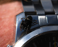 Heliophanus lineiventris