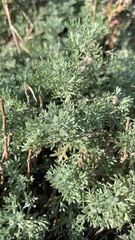 Artemisia austriaca