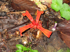 Etlingera megalocheilos
