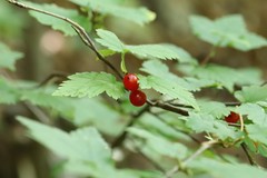 Ribes maximoviczianum