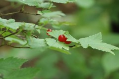 Ribes maximoviczianum