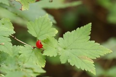 Ribes maximoviczianum