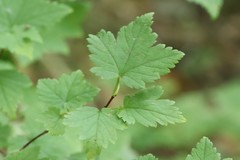 Ribes maximoviczianum