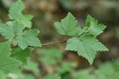 Ribes maximoviczianum