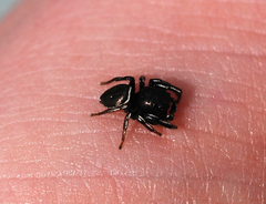 Heliophanus lineiventris