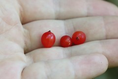 Ribes maximoviczianum