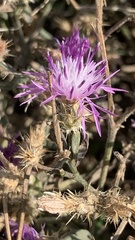 Centaurea diffusa