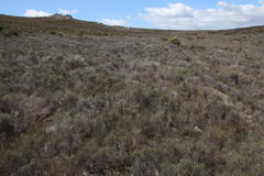 Elytropappus