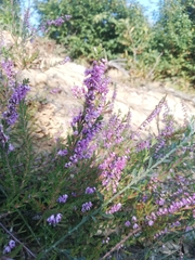 Calluna