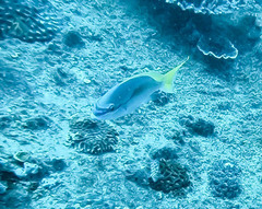 Scolopsis monogramma