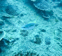 Scolopsis monogramma