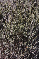 Elytropappus