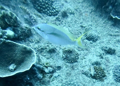 Scolopsis monogramma