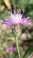 Centaurea diffusa