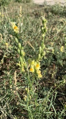 Linaria vulgaris
