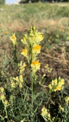 Linaria vulgaris