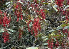 Citharexylum subflavescens