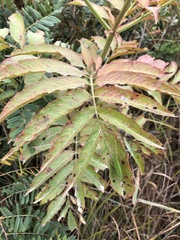 Sambucus ebulus